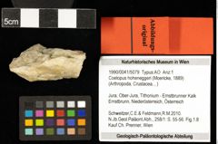 Foto (Objekt + Etiketten) von Coelopus hoheneggeri (Moericke, 1889) 